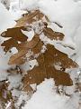 Oak leaves in the snow, Blackheath P1070032
